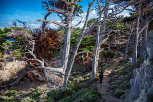 Point Lobos-9917.jpg Point Lobos-9917.jpg